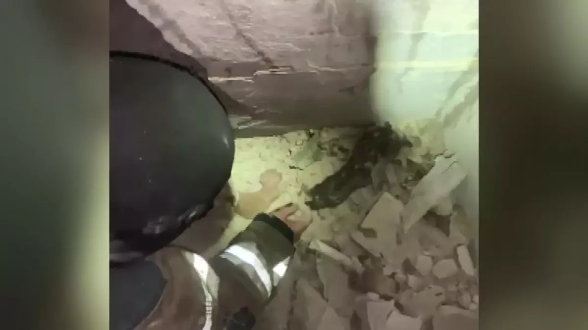 Ukrayna'da yangın sonrası mahsur kalan 4 yavru kedi kurtarıldı