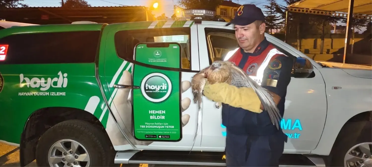 Yozgat'ta bulunan yaralı şahin tedaviye alındı