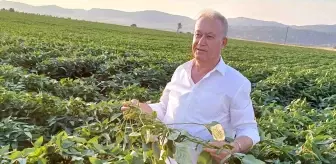 Gaziantep'te çiftçiler alternatif ürün olarak soya ekimine başladı