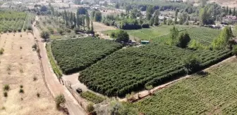 Emekli Marangozun Böğürtlen Yetiştiriciliği İlgi Görüyor