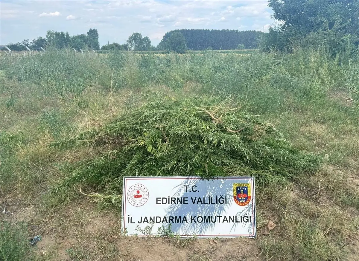 Edirne'de 3 Bin Kök Hint Keneviri Ele Geçirildi