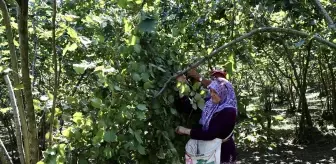 Giresun'da Fındık Hasat Şenliği Düzenlendi