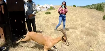 Yozgat'ın Aydıncık ilçesinde Kazankaya Kanyonu'na dağ keçileri bırakıldı