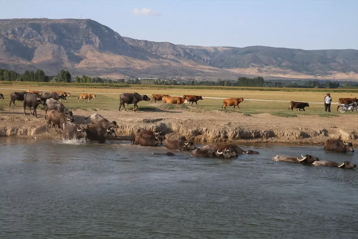Tokat'ta Manda Yetiştiriciliği Artıyor