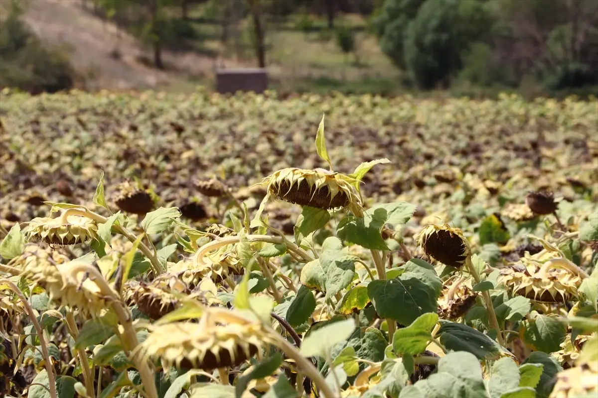 Trakya'da yerli hibrit ayçiçeği ekim alanı artıyor