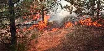 Yozgat'ın Çekerek ilçesinde çıkan yangın kontrol altına alındı