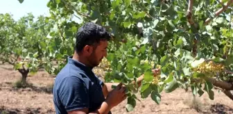 Siirt'te iklim değişikliği nedeniyle fıstık rekoltesinde düşüş bekleniyor