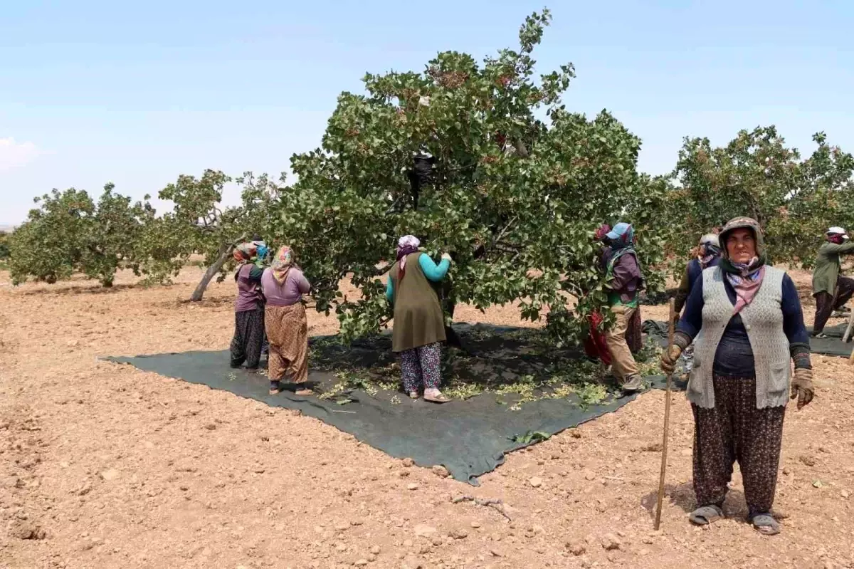 Gaziantep'te Kadın Tarım İşçileri Sıcak Havada Fıstık Hasadı Yaparak Geçim Sağlıyor