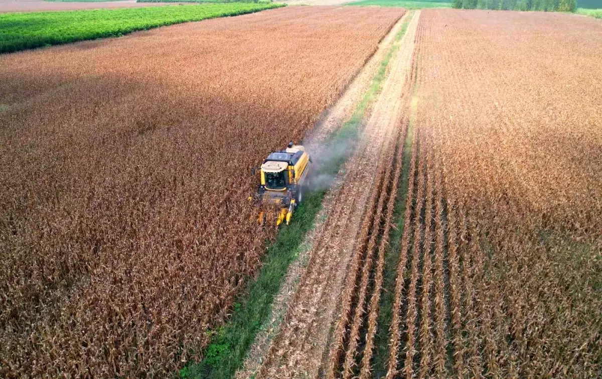 Adana'da Sıcaklık Rekorları Kırılırken Mısır Hasadı Başladı