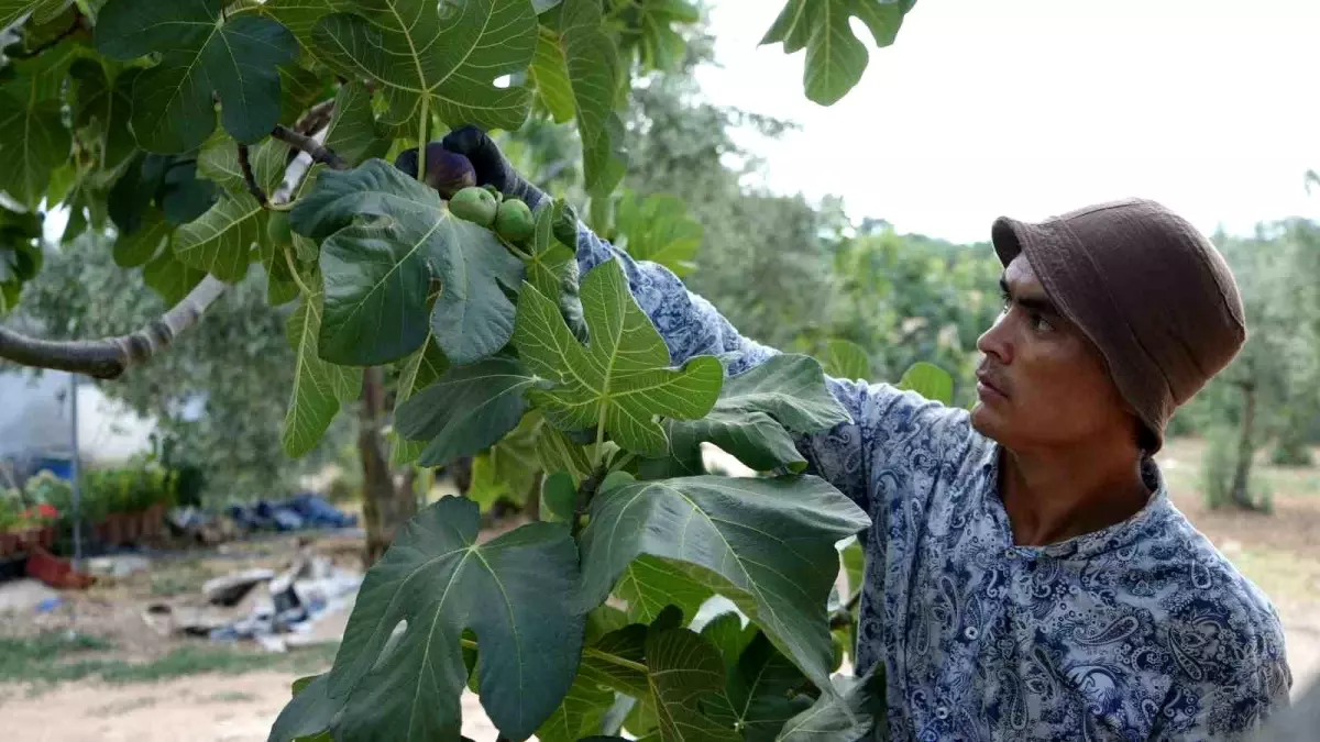 Bursa'da Siyah İncir Hasadı Başladı, Rekolte Arttı