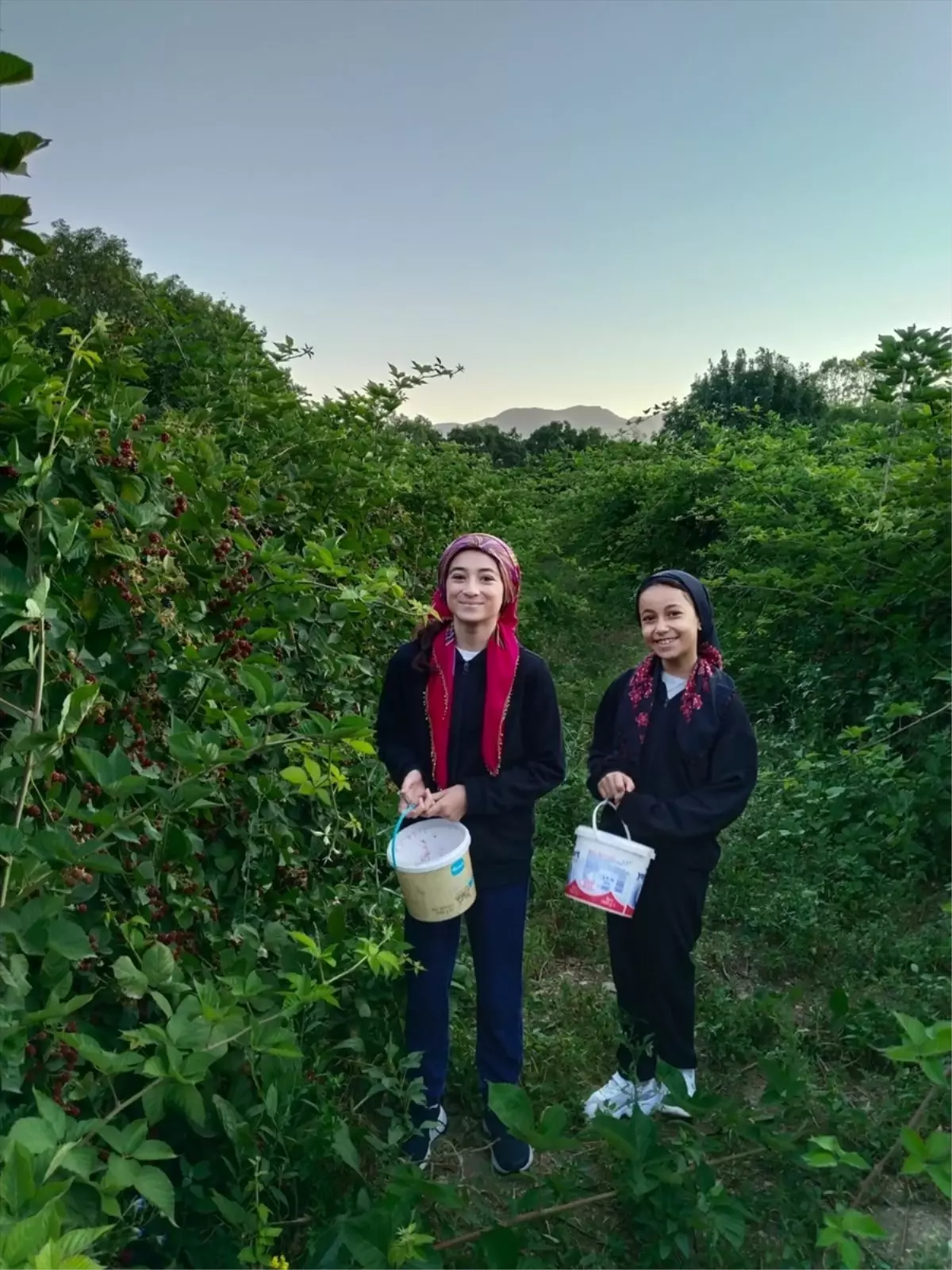 Erzincan'da Böğürtlen Üretimi Yapan Çiftçi Yılda 40 Ton Ürün Elde Ediyor