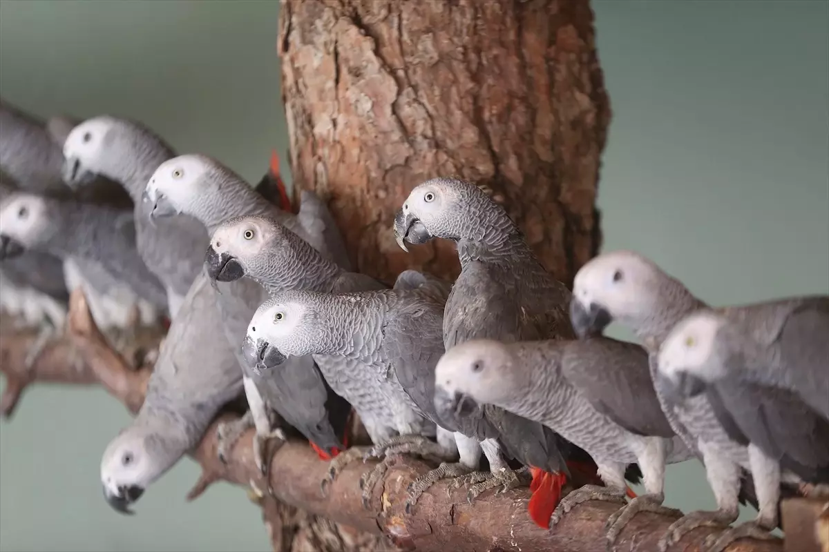 İstanbul Havalimanı'ndan kaçak getirilen papağanlar Gaziantep Doğal Yaşam Parkı'na teslim edildi