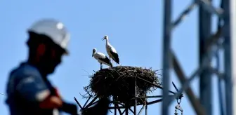 Kars'ta Aras EDAŞ, Göçmen Kuşları Koruyor