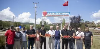 Sakarya'da Çilek Hasadı Keyfi