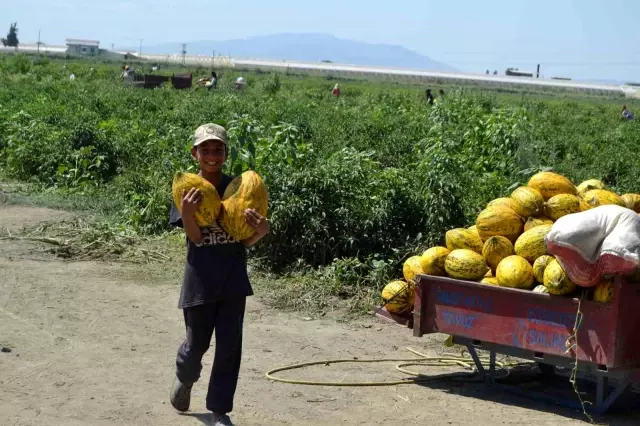 Manisa'da Ücretsiz Kavun ve Karpuz Dağıtımı