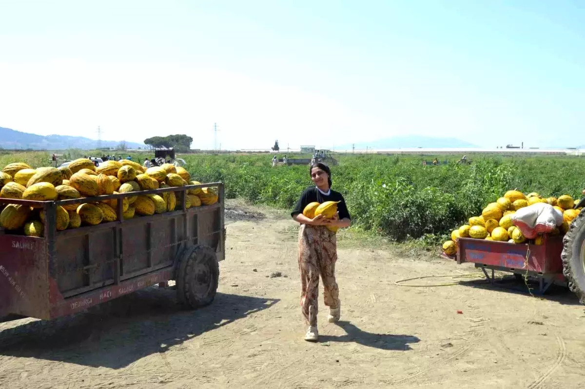 Manisa'da Ücretsiz Kavun ve Karpuz Dağıtımı