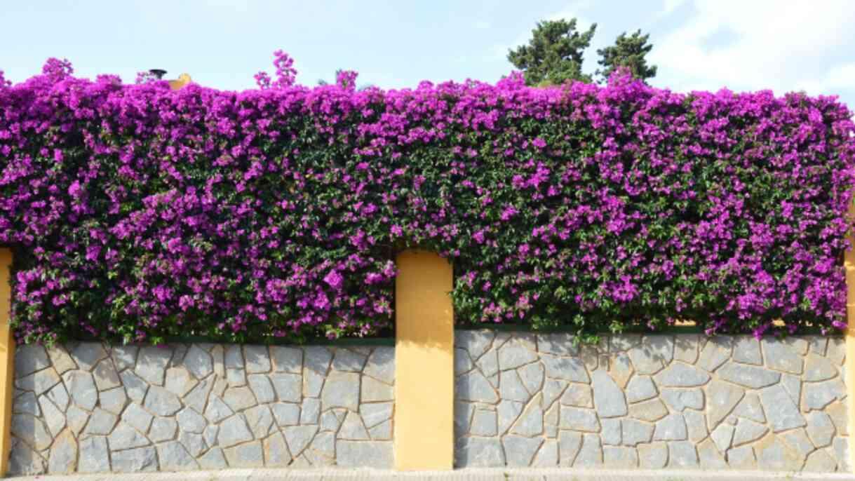 Begonvil çiçeği anlamı nedir, neyi temsil eder? Begonvil çiçeği ne zaman açar? Begonvil çiçeği anlamı nedir, neyi temsil eder? Begonvil çiçeği ne zaman açar?