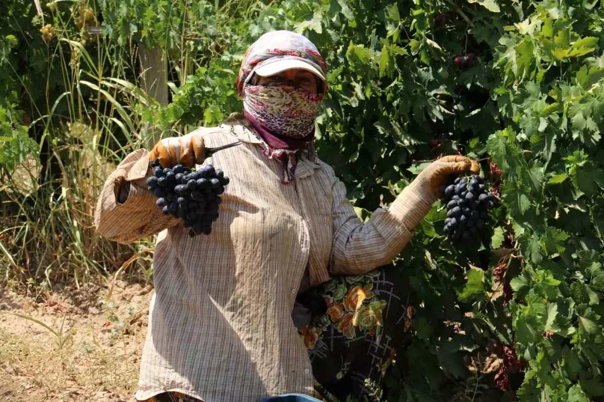 Hatay'da Bereketli Üzüm Hasadı Başladı