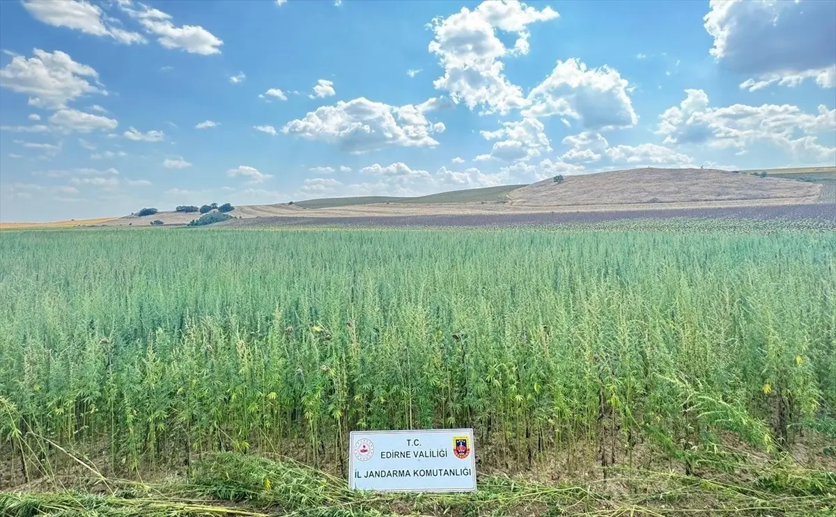 Edirne'de 4 Milyon 128 Bin Kök Hint Keneviri Ele Geçirildi