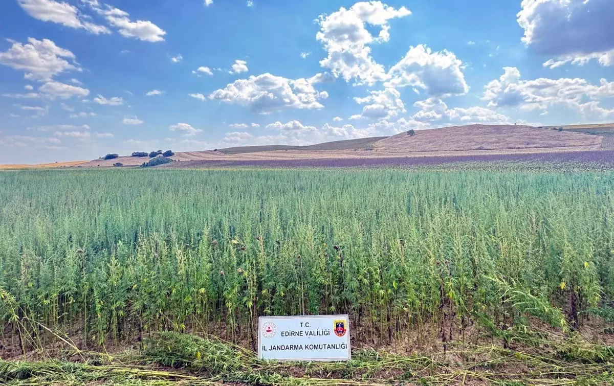 Edirne'de 4 Milyon Kök Hint Keneviri Ele Geçirildi