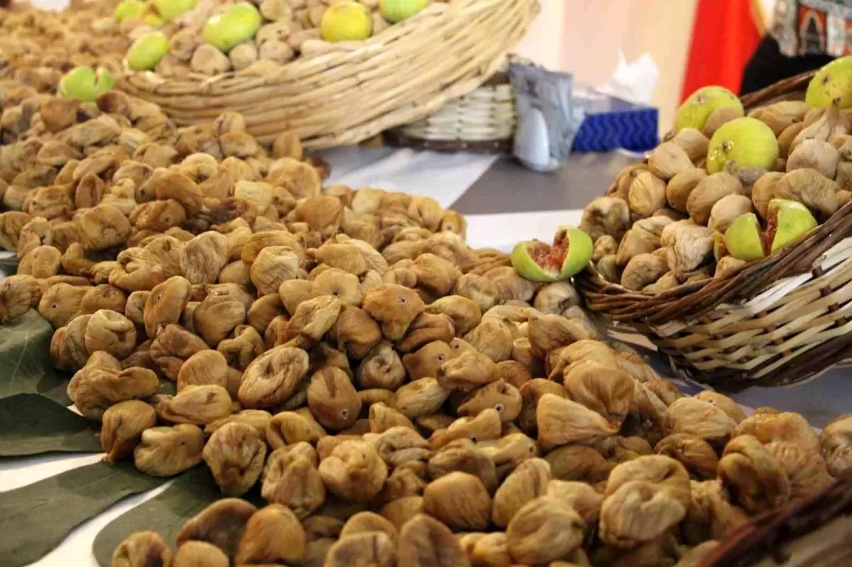 Aydın'da Kuru İncir Hasat Sezonu Başladı