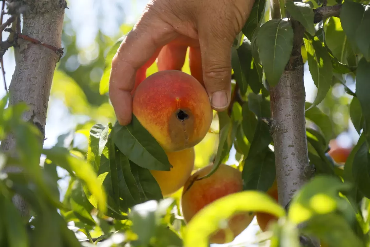 Korkuteli'de Meyve Üreticileri Zararlı İle Mücadelede Başarısız