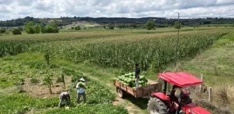 Kandıra Karpuzunda Hasat Mesaisi Başladı