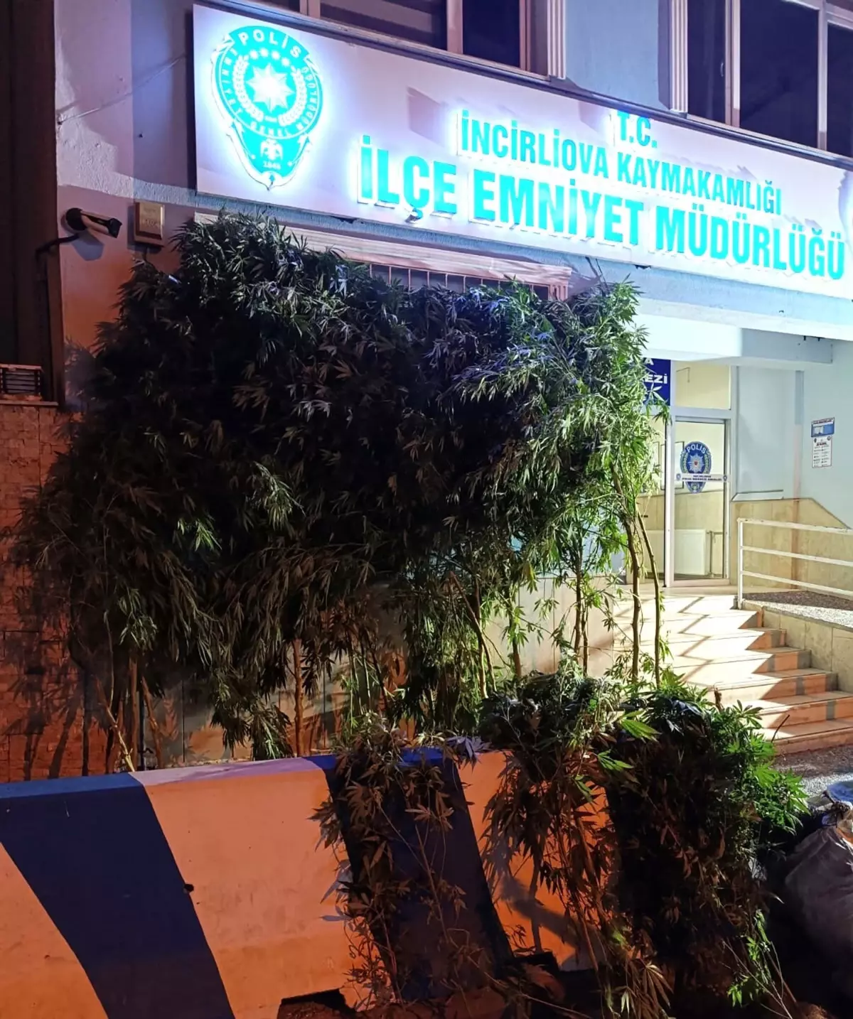 Aydın'da Hint keneviri operasyonu: 35 kök kenevir ve 5 kilogram kenevir ele geçirildi