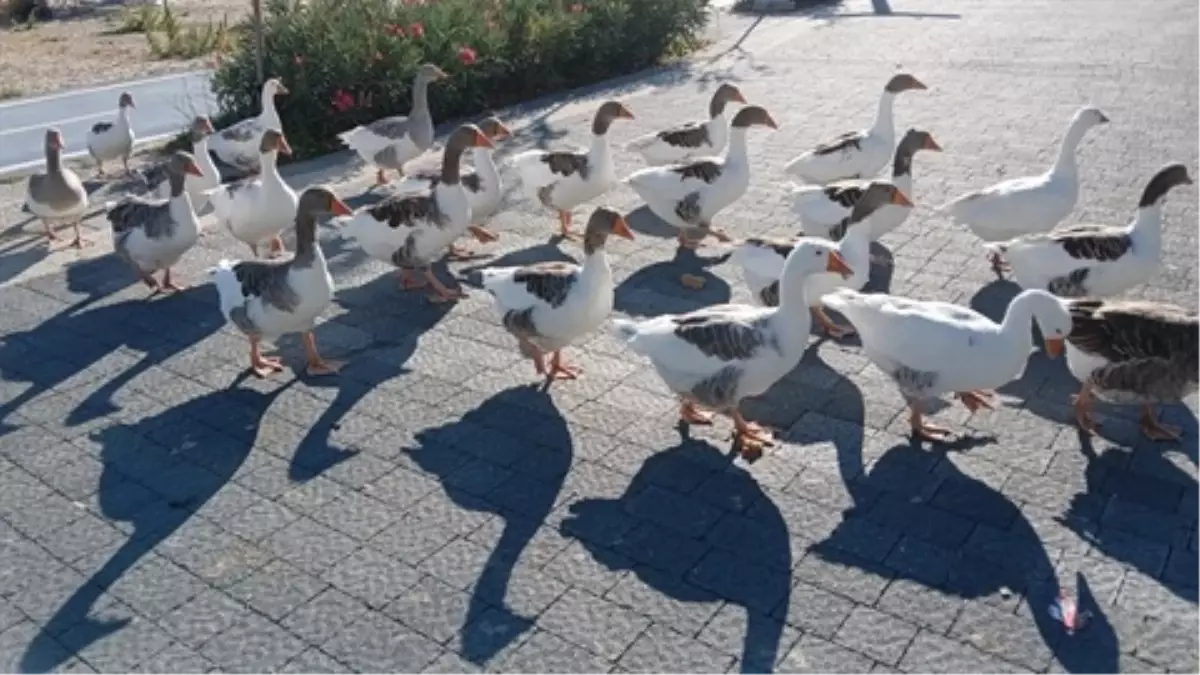 Balıkesir'de Kafes Bahçesi Çiftliğe Döndü