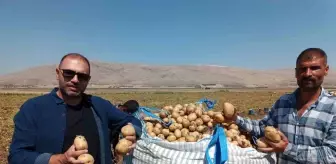 Afyonkarahisar'da Agria Cinsi Patates Hasadı Başladı