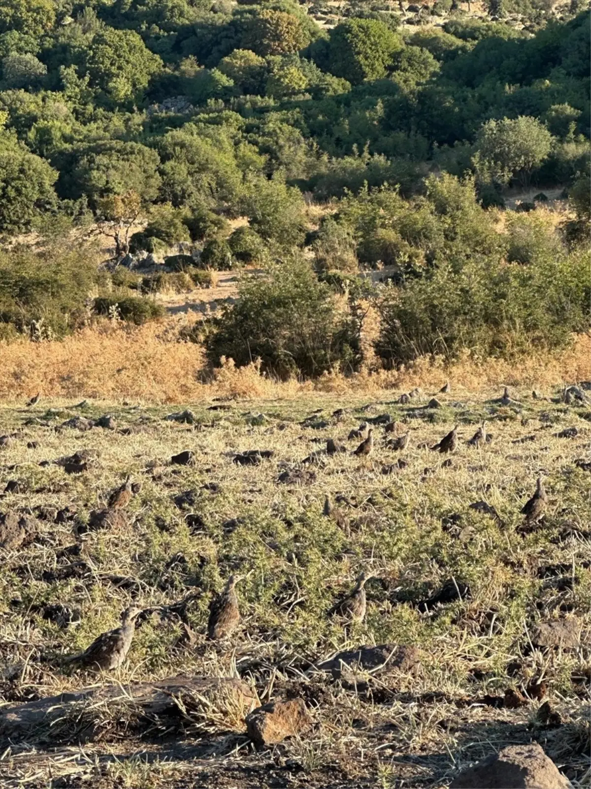 Edirne'de 600 çil keklik doğaya bırakıldı