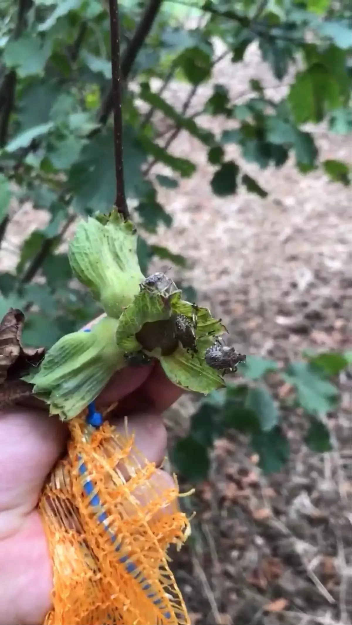 Kahverengi kokarca fındık üretimine zarar veriyor