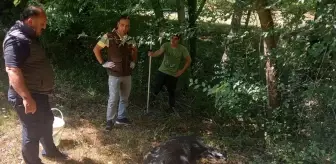 Zonguldak'ta su kuyusuna düşen yaban domuzu yavrusu kurtarıldı