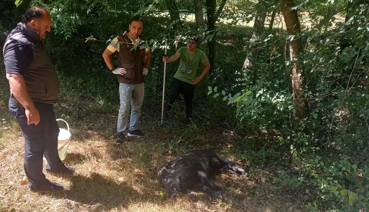 Zonguldak'ta su kuyusuna düşen yaban domuzu yavrusu kurtarıldı