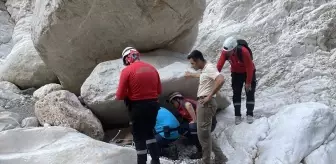 Antalya'da yaralı yaban keçisi kurtarıldı