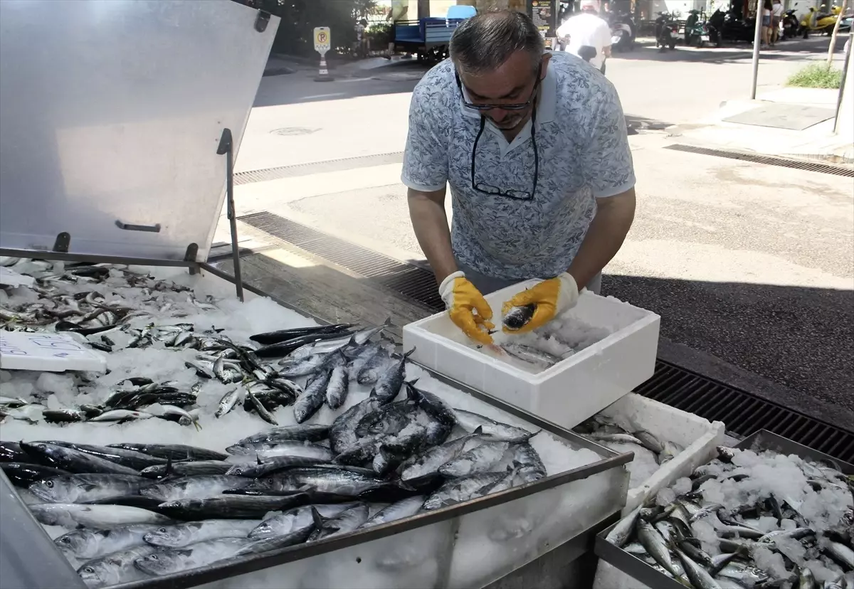 Sinop'ta Sezonun İlk Palamutları Tezgahlarda