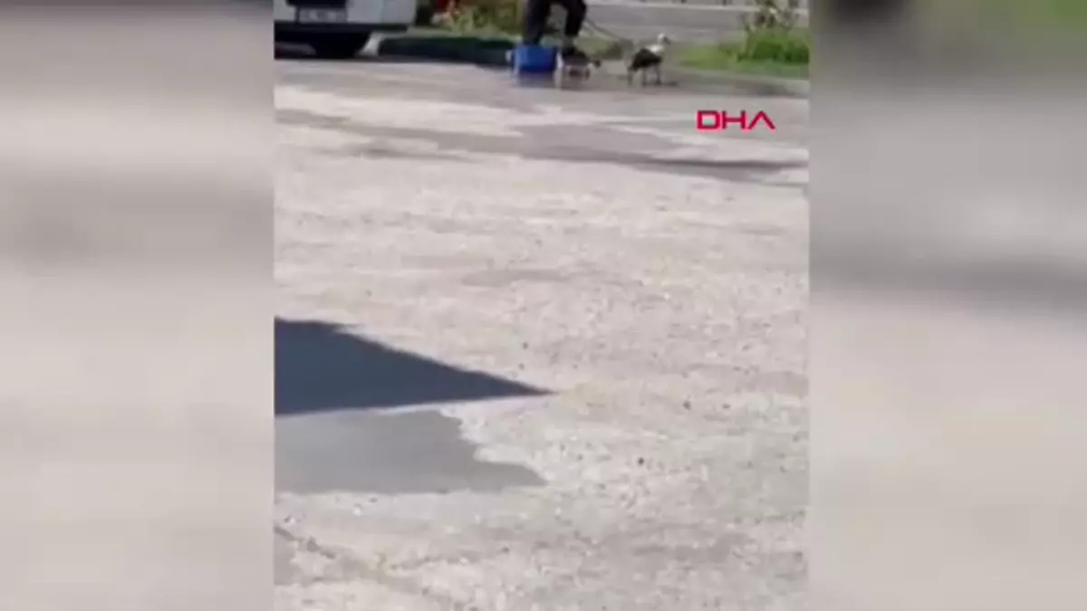 Akaryakıt istasyonunda serinletilen leylek