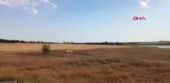 Diyarbakır'da nadir taşçeviren kuşu görüntülendi