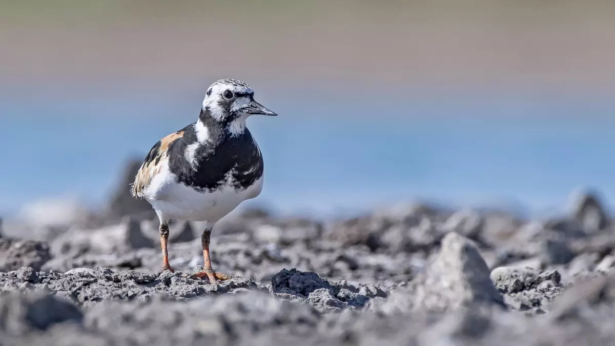 Diyarbakır'da nadir taşçeviren kuşu görüntülendi