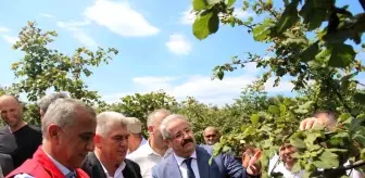 Samsun'da Fındık Hasadı Yapıldı