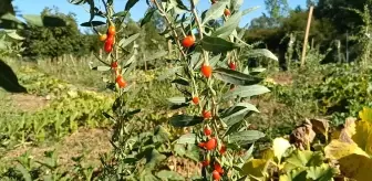 Bilecik'te Goji Berry Üretimi Denemesi Olumlu Sonuçlandı