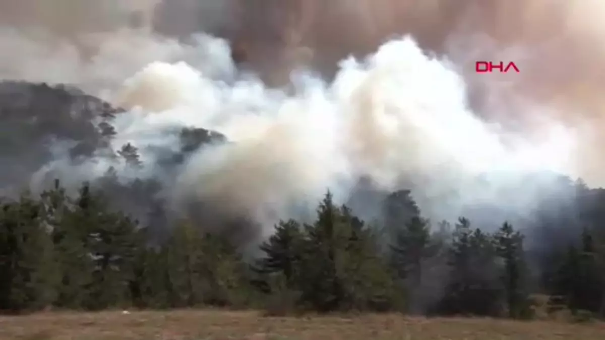 Kuşlar Yangından Kaçıyor
