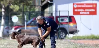 Depremde enkaz altından çıkan itfaiyeci, arama kurtarma köpekleriyle afetzedelere yardım ediyor