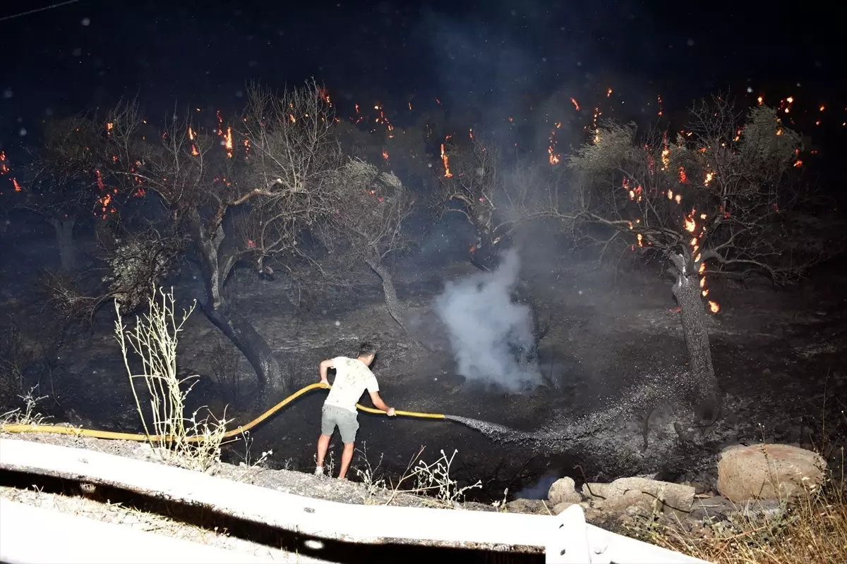 İzmir'in Kemalpaşa ilçesinde zeytinlik alanda yangın çıktı
