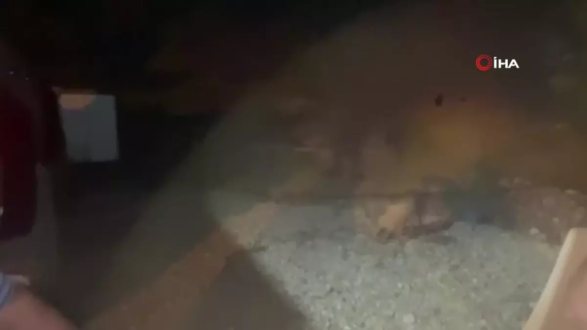 Her akşam evinin bahçesine gelen tilkiyi elleriyle besliyor
