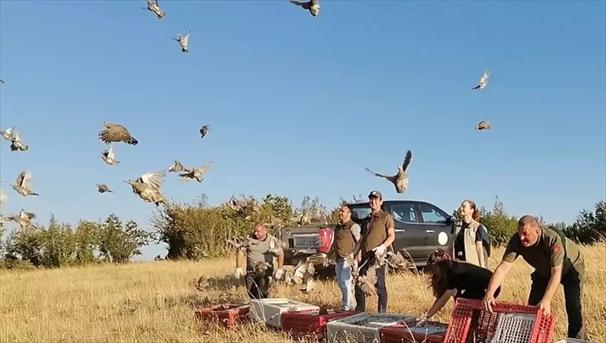 Kırklareli'de 300 Çil Keklik Doğaya Salındı