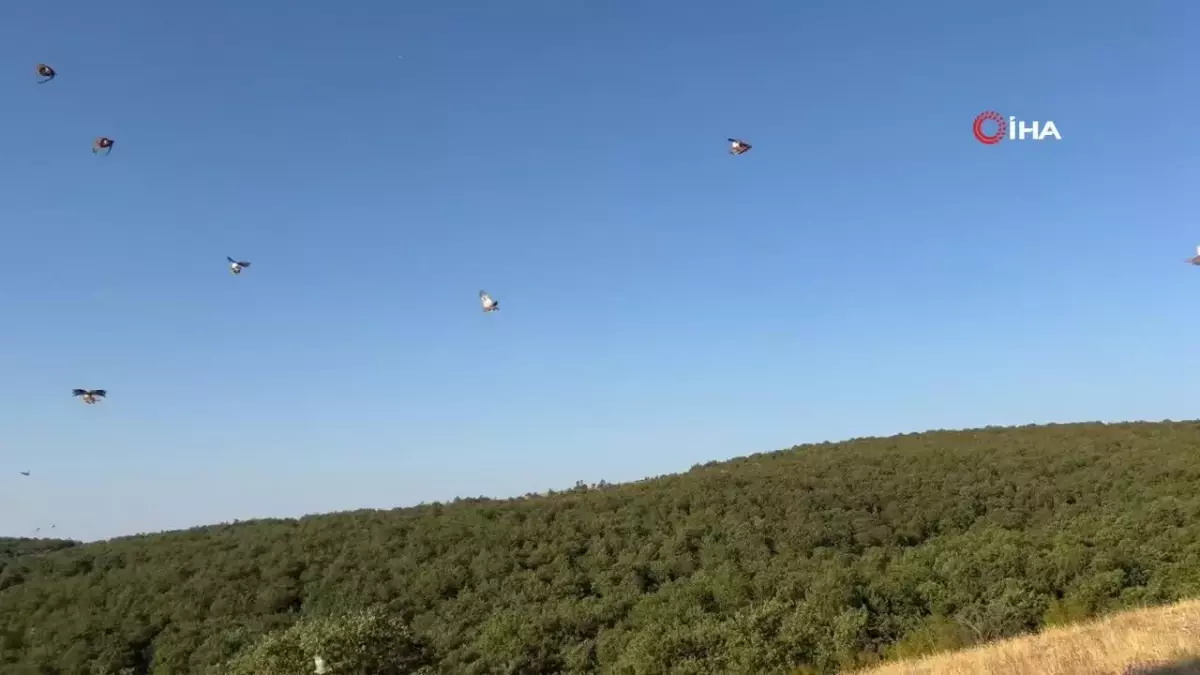 Kırklareli'nde keklikler doğaya salındı