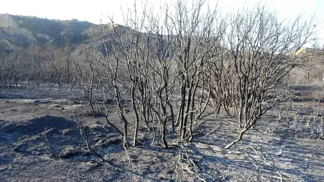 The fight against flames continues in Çanakkale! The loss experienced in a day is revealed