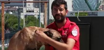 Arama Kurtarma Köpekleri Doğal Afetlerde Hayat Kurtarıyor