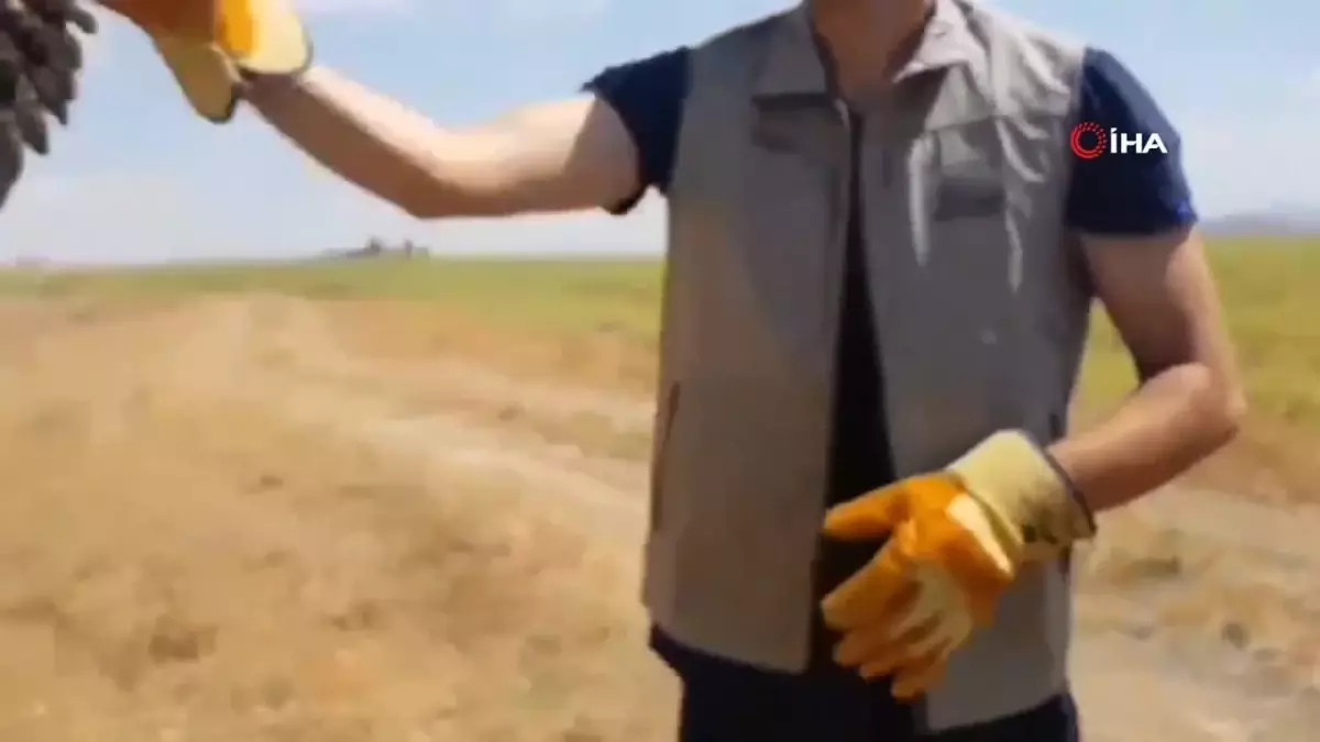 Van'da tedavisi tamamlanan kuşlar doğaya salındı